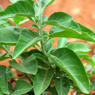 Aywal Ashwagandha Chetak Variety Herb Seed(110 per packet)