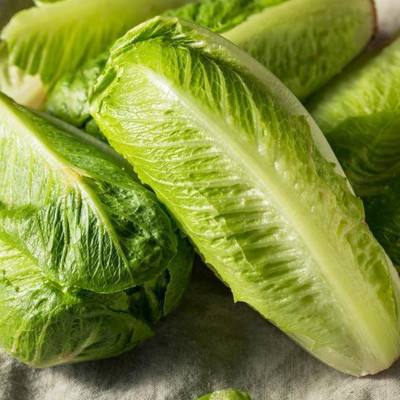 wequality iceberg lettuce,iceberg lettuce seeds Seed(55 per packet)