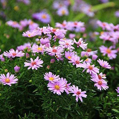 CYBEXIS TLX-92 - Dutch Chrysanthemum - (30 Seeds) Seed(30 per packet)