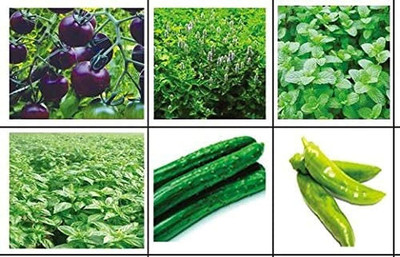CYBEXIS 6 Varieties/Vegetable/Herb/Flower Seeds Seed(10 g)