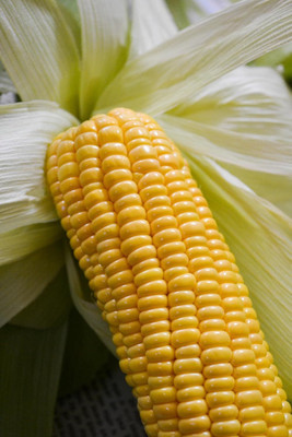 LPR BUTTA , SWEET CORN Seed(200 per packet)