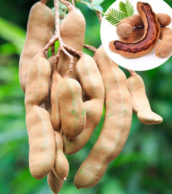 Aywal IMLI seeds beej,Tamarind Seed(4 g)