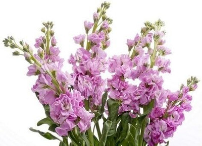 LPR STOCK Seed(20 per packet)