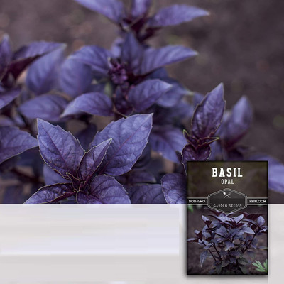 WILLVINE LXI-89 Basil Dark Opal Seed(1000 per packet)