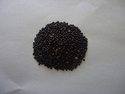 WILLVINE Gerden Red Spinach Seeds for Home Garden-[2000 Seeds] Seed(2000 per packet)