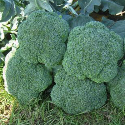 WILLVINE Broccoli F1 Hybrid Seeds-[2000 Seeds] Seed(2000 per packet)