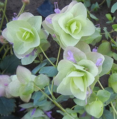 CYBEXIS NDIR-17 - Ornamental Oregano Round-Leaved - (150 Seeds) Seed(150 per packet)