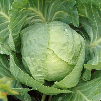 WILLVINE GBPUT -III Early Flat Dutch Cabbage Seeds [5g] Seed(1500 per packet)