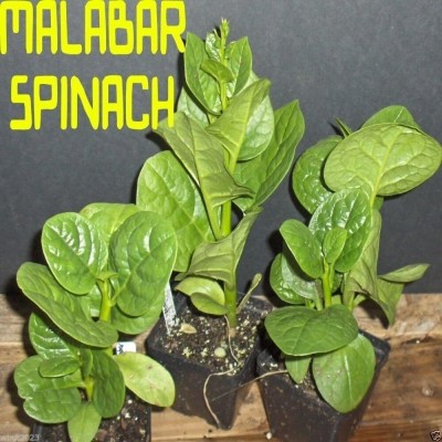 Qualtivate PUA5-A Green Malabar Spinach Heat loving Seed(50 per packet)