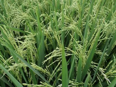 STOKIYA PUSA BASMATI - 1692 VARIETY PADDY / RICE 8KG SEEDS Seed (8KG per packet) Seed Seed(8 per packet)