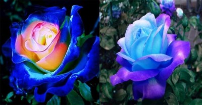 Qualtivate HYB-3A Rare Blue Pink Roses Plant Seeds Seed(25 per packet)