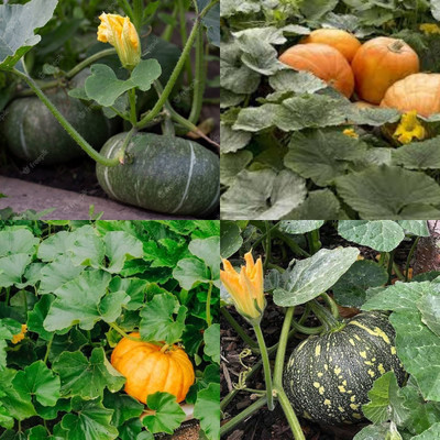 ibains Pumpkin seeds biij 37 Seed(37 per packet)