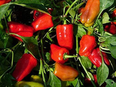 Qualtivate PUA-9A IMPORTED CAPSICUM Red Seed(100 per packet)