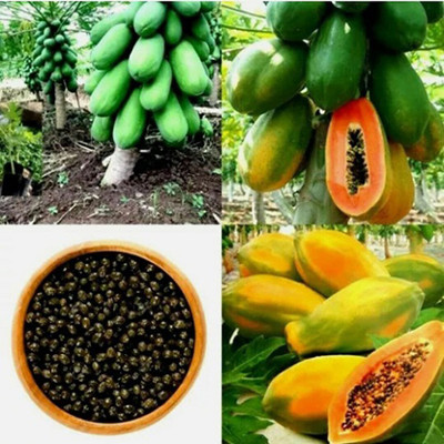 naturehils F1 Papaya Seed, Orgnic Fruit & Vegetable Seed, Papita seed, Pepe Hybird Seed(70 per packet)