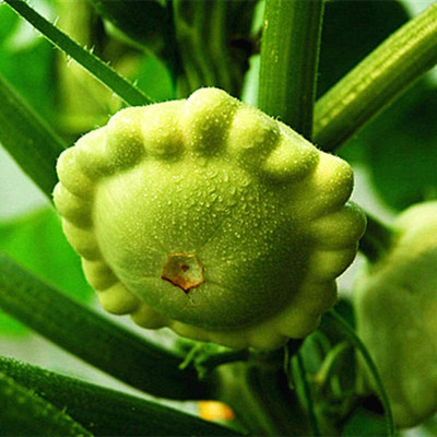 CYBEXIS Old Melon Tender Melon Edible Mini Pumpkin100 Seeds Seed(100 per packet)