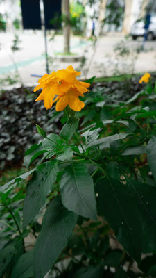 VERTEX AGENCIES kanakambaram-firecracker-crossandra Seed(29 per packet)