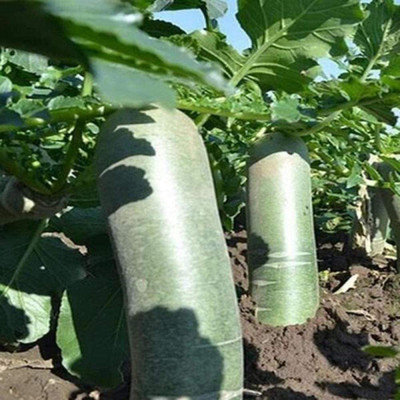 CYBEXIS Planting Vegetable Seeds Weixian Green Radish Seeds600 Seeds Seed(600 per packet)
