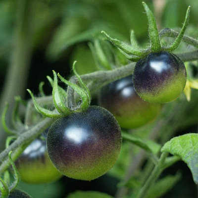 CYBEXIS Precious Heirloom Thin Skin Unique Striking Exotic Tomato2000 Seeds Seed(2000 per packet)