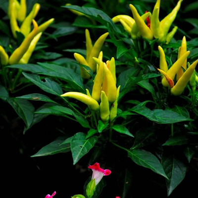 CYBEXIS High Yield Yellow Chili Seeds2000 Seeds Seed(2000 per packet)