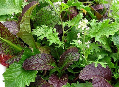 Qualtivate XLR-841 This is a Mix!Microgreens Mix 40 Varieties Seed(200 per packet)