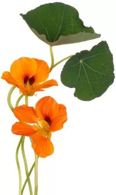 Aro Nasturtium Seed(36 per packet)