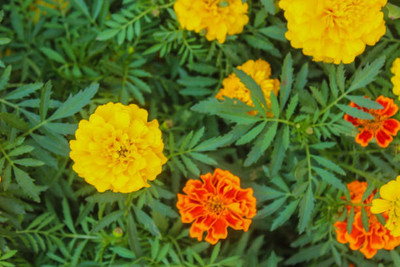 ARYAN EVERGREEN marigold/gende ka phool flower seeds Seed(50 per packet)