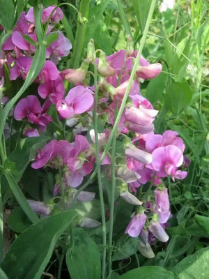 Aro Sweet pea Seed(40 per packet)
