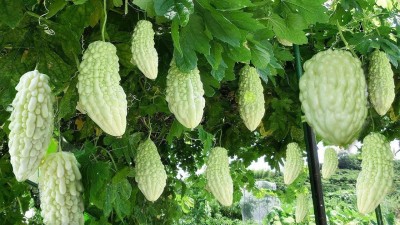 Qualtivate ICRA-5A WHITE BITTER GOURD SEEDS Seed(50 per packet)