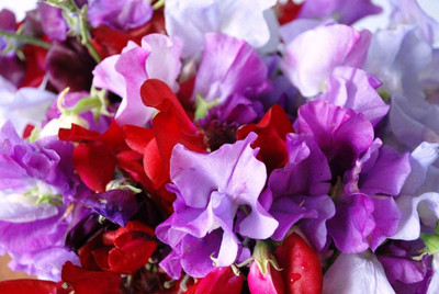 CYBEXIS Sweet Pea - Royal Family Mix Seed(1 g)