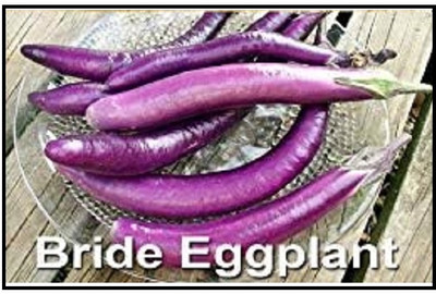KNESSiN Extended Harvest Season Bride Brinjal ( Seeds) Seed(5000 per packet)