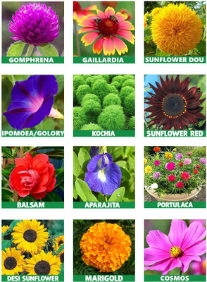 the green dotcom 10 Varieties Flower Seeds For Summer Season Seed(1550 per packet)