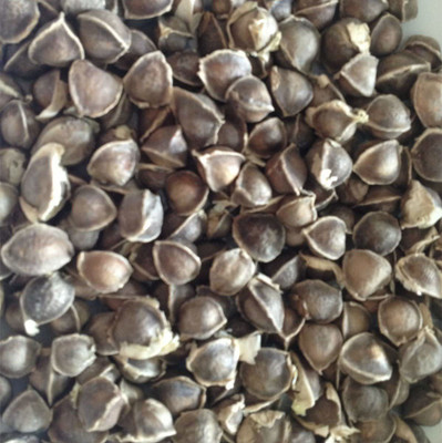 VibeX HUA-14 - Non-GMO PKM1 Moringa Oleifera - (1350 Seeds) Seed(1350 per packet)