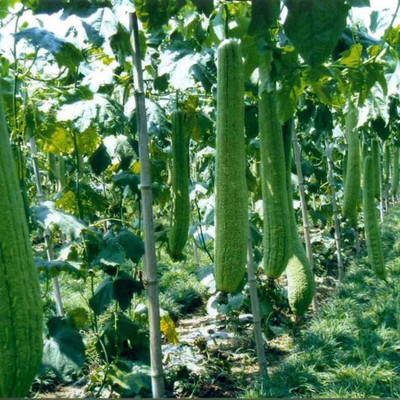 CYBEXIS F1 Hybrid Sponge Gourd Green Seeds800 Seeds Seed(800 per packet)