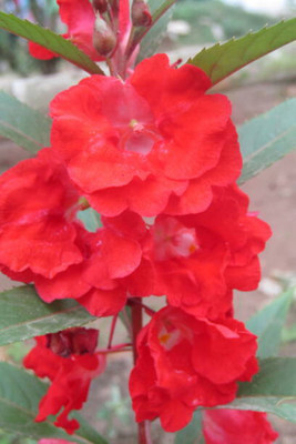 Cloud Farm balsam frower Seed(20 per packet)