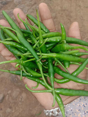 granthi G4 Green Chilli हरी मिर्च Seed(800 per packet)