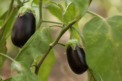 Kodali Hybrid F1 Brinjal Seeds Pack Of 54 Seed(54 per packet)