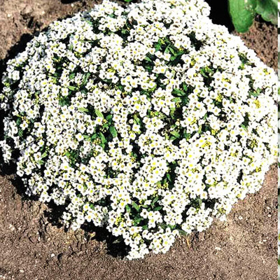 Epazo Allysum Snow White, Allysum Seed(70 per packet)