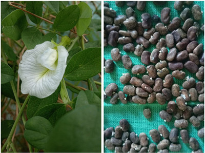 ibains White aparajita seeds Seed(23 per packet)