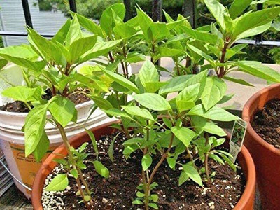 WILLVINE LX-31 Non-GMO Thai Basil Seeds Seed(1000 per packet)