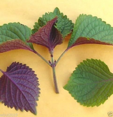 Qualtivate ATS-87 Kaori Ao Shiso Perilla Seeds Seed(300 per packet)