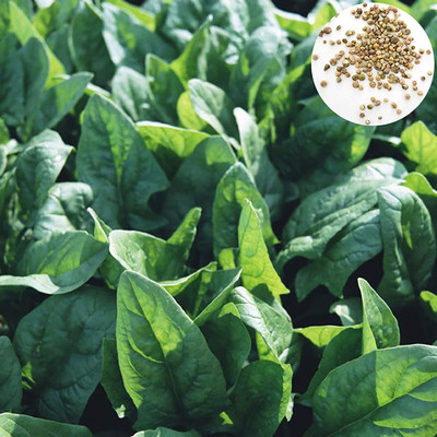 CYBEXIS Spinach Seeds Green Leaf 2000 Seeds Seed(2000 per packet)