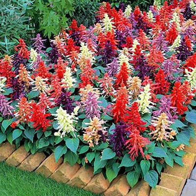 KANAYA Salvia Mixed Seed(15 per packet)