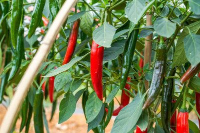 Kodali Hybrid F1 Chilli Seeds Pack Of 59 Seed(59 per packet)