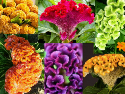 UGRA Cockscomb mixed Flower Seed(30 per packet)
