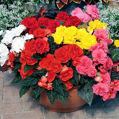 VibeX XL-46 - Mix Hybrid Begonia Flower - (270 Seeds) Seed(270 per packet)