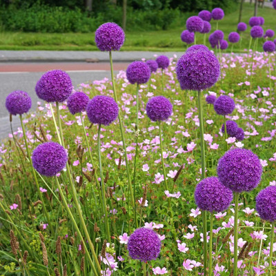 Biosnyg Non GMO Giant Ornamental Onion Vegetable Seeds For Gardening-(750 Seeds) Seed(750 per packet)