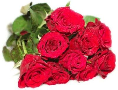 greenfarm NXC- Fragrant Rose Flower Seeds/ Gulab Seeds , 100 X Seeds , dso169 Seed(100 per packet)