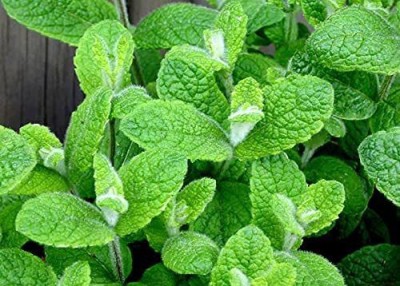 CYBEXIS GBPUT-95 - Apple Mint Mentha Rotundifolia - (150 Seeds) Seed(150 per packet)