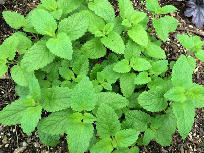 Qualtivate PUA-9A Lemon Balm Seeds(Melissa Officinalis) Seed(200 per packet)