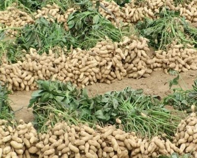 Green World Kadiri Lepakshi 1812 Groundnut, Peanut seeds for Farming,Agricultural 1 Kg Seed(1 kg)